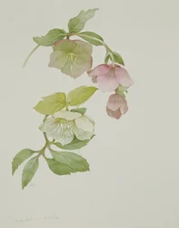 Helleborus Orientalis and Helleborus Niger